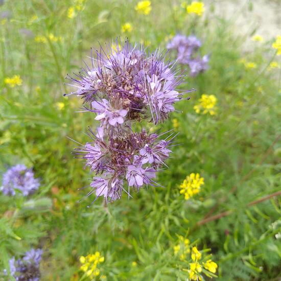 Phacelia tanacetifolia: Plant in habitat Agricultural meadow in the NatureSpots App