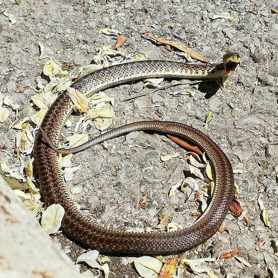 Aesculapian Snake: Animal in habitat Road or Transportation in the NatureSpots App