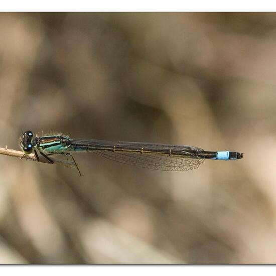 Azure damselfly: Animal in habitat Buffer strip in the NatureSpots App