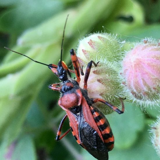 Rote Mordwanze: Tier im Habitat Garten in der NatureSpots App