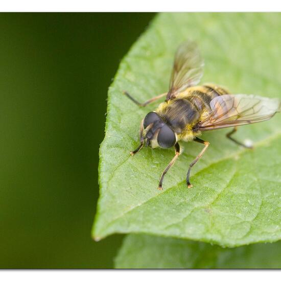 Myathropa florea: Animal in habitat Garden agriculture in the NatureSpots App