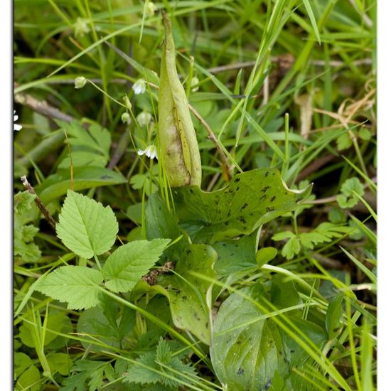 Arum maculatum: Plant in habitat Forest in the NatureSpots App