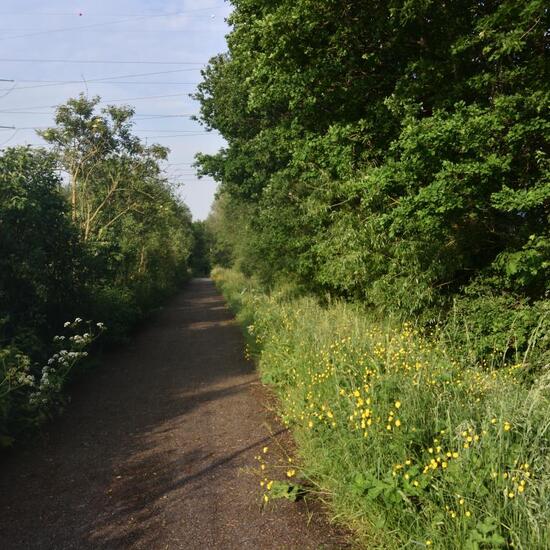 Landschaft: Stadt und Garten im Habitat Industrie in der NatureSpots App