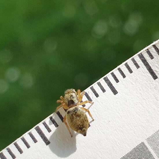 Salticidae: Animal in habitat Park in the NatureSpots App