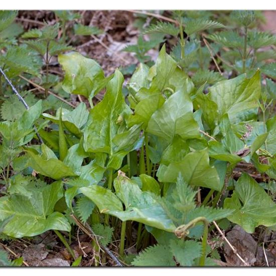 Arum maculatum: Plant in habitat Forest in the NatureSpots App