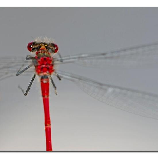 Large Red Damselfly: Animal in habitat Living space or Indoor in the NatureSpots App