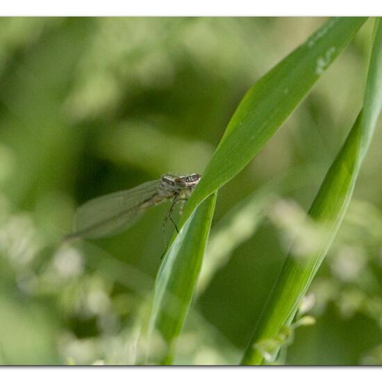 Azure damselfly: Animal in habitat Buffer strip in the NatureSpots App