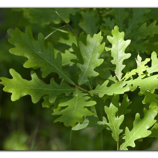 Quercus robur: Plant in habitat Grassland in the NatureSpots App