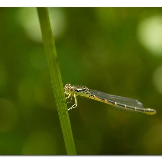 Gabel-Azurjungfer: Tier im Habitat Ackerrandstreifen in der NatureSpots App