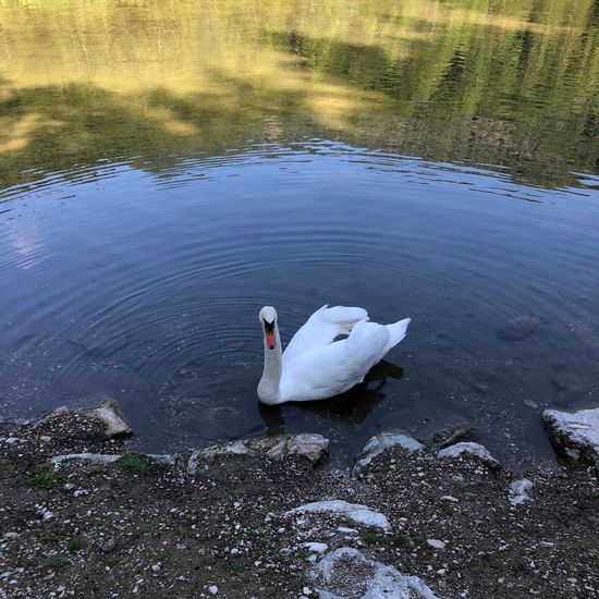 Schwan: Tier in der Natur in der NatureSpots App