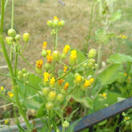 Wiesen-Pippau: Pflanze im Habitat Hinterhof in der NatureSpots App