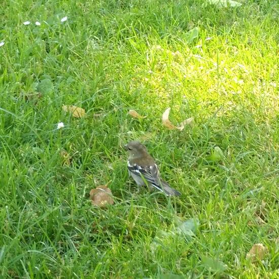 Buchfink: Tier im Habitat Hecke/Blumenbeet in der NatureSpots App