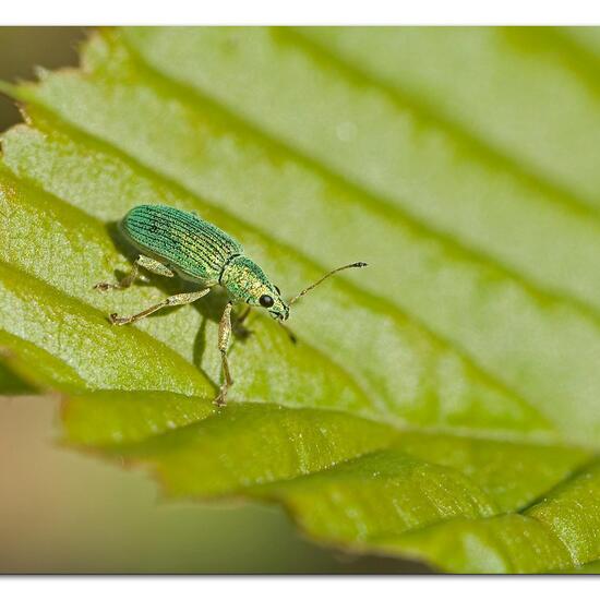 Eine unbekannte Art: Tier im Habitat Garten in der NatureSpots App