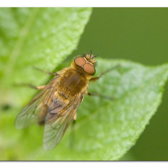 Thereva nobilitata: Tier im Habitat Gartenkultur in der NatureSpots App