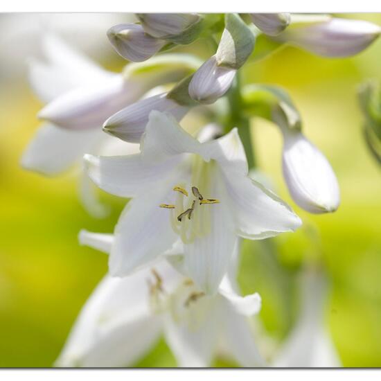 Hosta: Plant in habitat Garden in the NatureSpots App