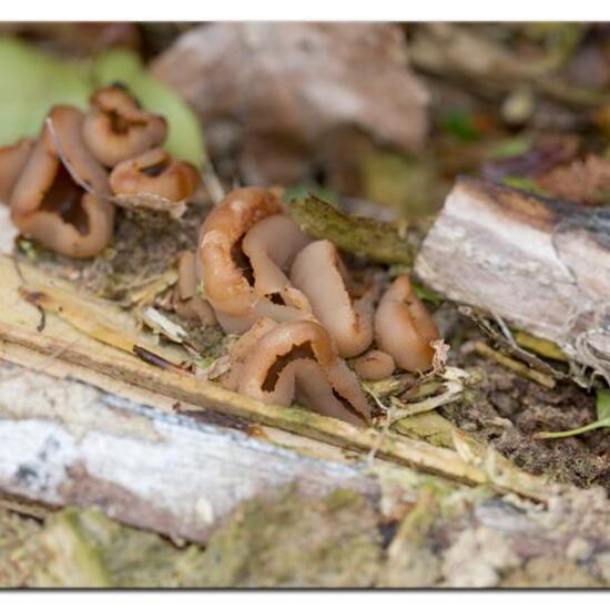 Peziza micropus: Mushroom in habitat Forest in the NatureSpots App