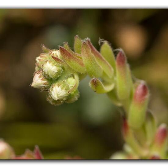 Dach-Hauswurz: Pflanze im Habitat Garten in der NatureSpots App