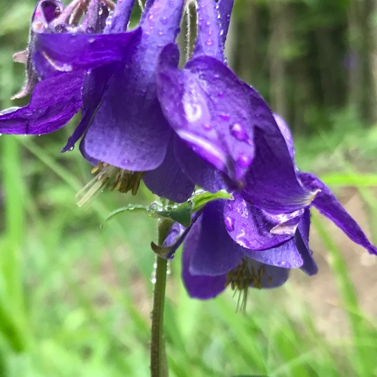 Gemeine Akelei: Pflanze im Habitat Wald der gemäßigten Breiten in der NatureSpots App