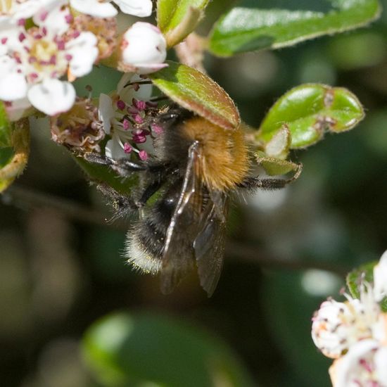 Baumhummel: Tier im Habitat Garten in der NatureSpots App