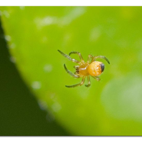 Araneus diadematus: Animal in habitat Garden in the NatureSpots App