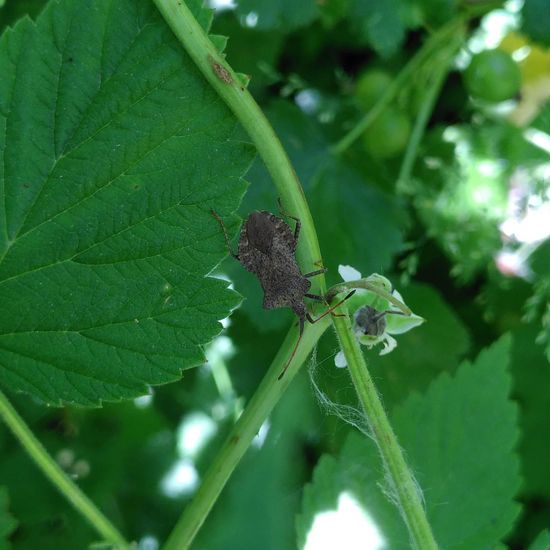 Lederwanze: Tier im Habitat Garten in der NatureSpots App