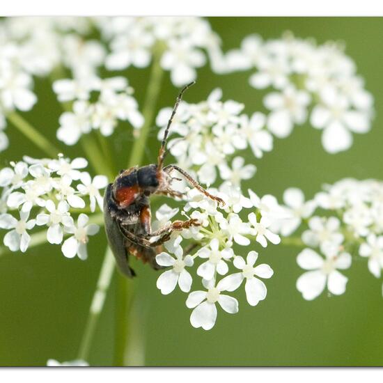 Gemeiner Weichkäfer: Tier im Habitat Strasse/Verkehr in der NatureSpots App