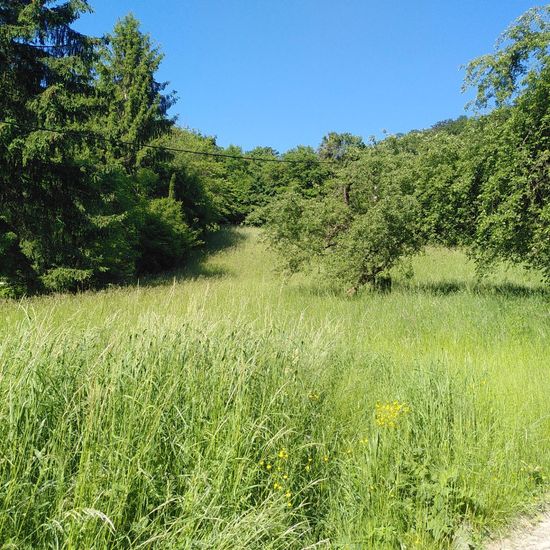 Landschaft: Grasland und Büsche im Habitat Naturnahe Wiese in der NatureSpots App