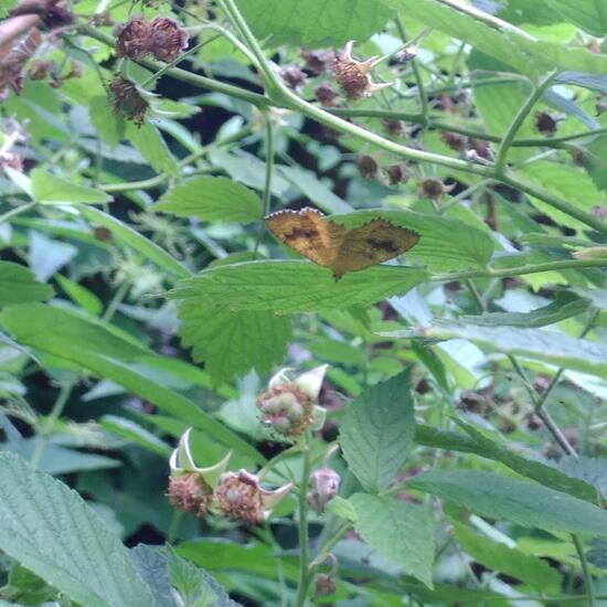 Ockergelber Blattspanner: Tier im Habitat Garten in der NatureSpots App