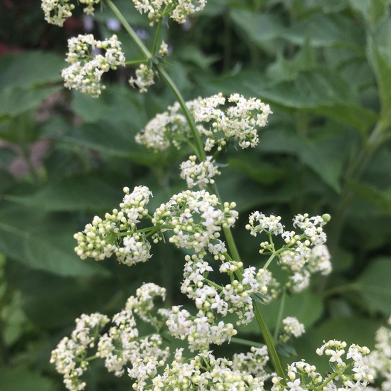 Wiesen-Labkraut: Pflanze im Habitat Garten in der NatureSpots App