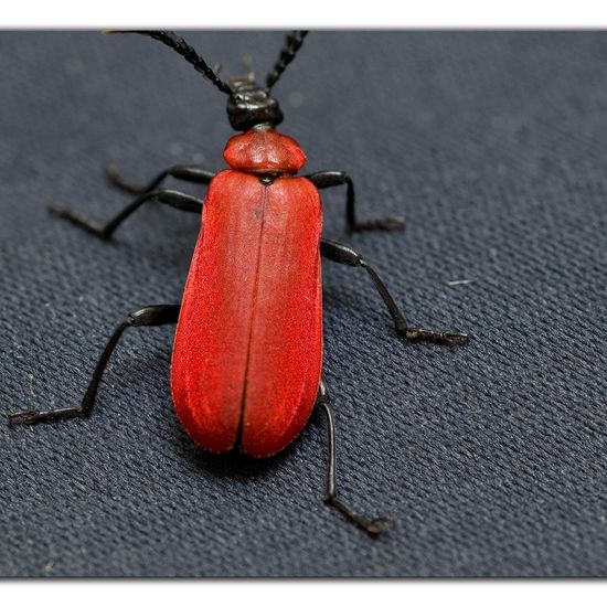 Cardinal beetle: Animal in habitat Garden in the NatureSpots App