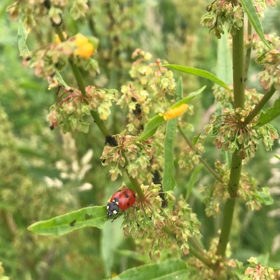 Eine unbekannte Art: Tier im Habitat Garten in der NatureSpots App