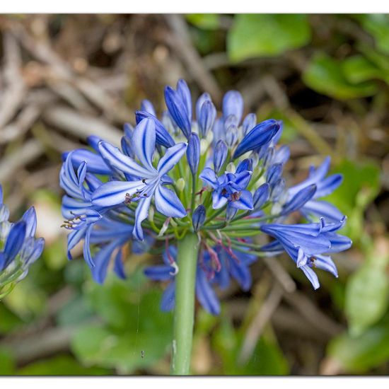 Schmucklilien: Pflanze im Habitat Garten in der NatureSpots App