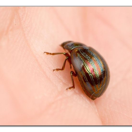 Chrysolina americana: Tier im Habitat Garten in der NatureSpots App