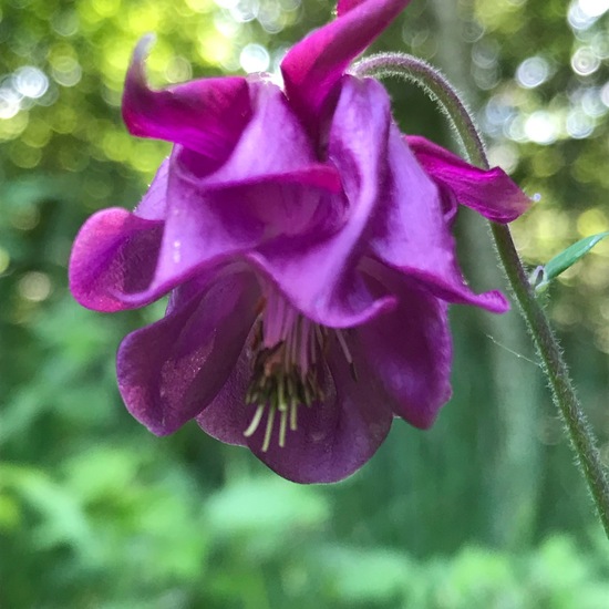 Aquilegia: Plant in habitat Temperate forest in the NatureSpots App