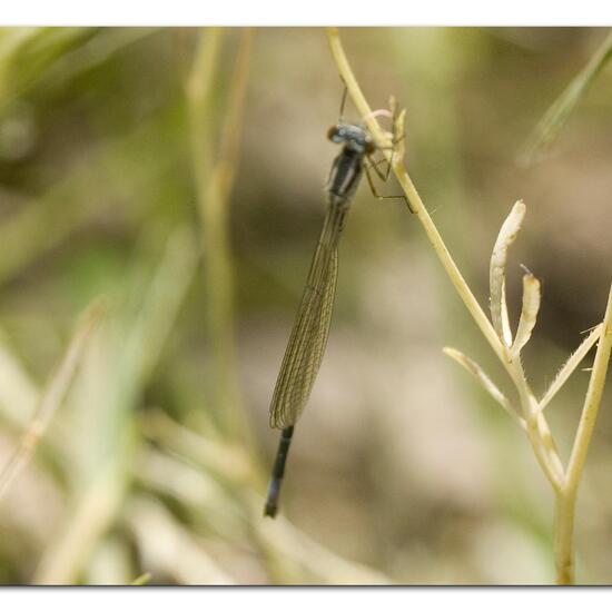 Blue-tailed damselfly: Animal in habitat Buffer strip in the NatureSpots App