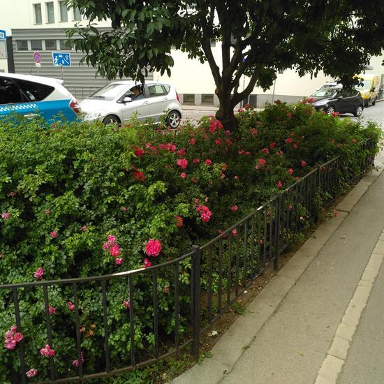 Landscape: Urban and Garden in habitat Flowerbed in the NatureSpots App