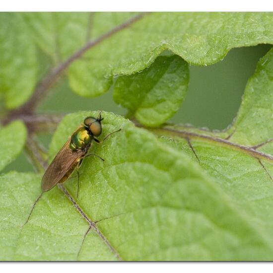 Chloromyia formosa: Animal in habitat Garden agriculture in the NatureSpots App