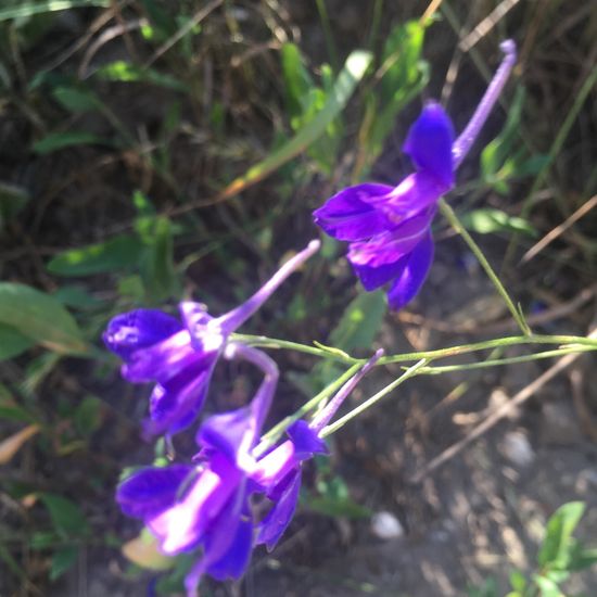 Forking Larkspur: Plant in habitat Buffer strip in the NatureSpots App