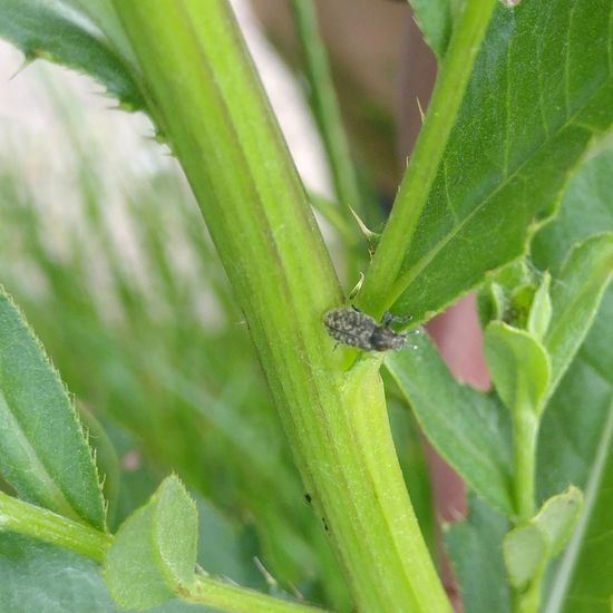 Rhinocyllus conicus: Animal in habitat Crop cultivation in the NatureSpots App