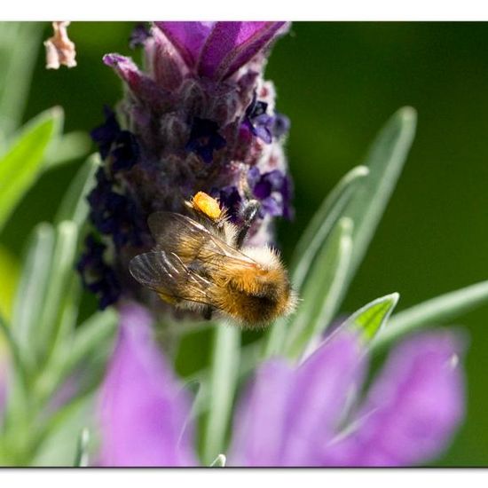 Ackerhummel: Tier im Habitat Garten in der NatureSpots App