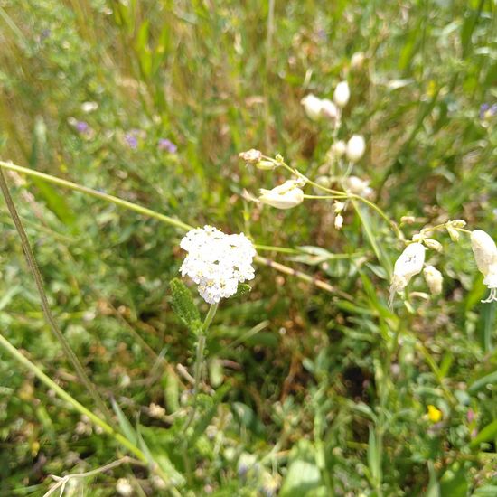 Schafgarben: Pflanze im Habitat Naturnahe Wiese in der NatureSpots App