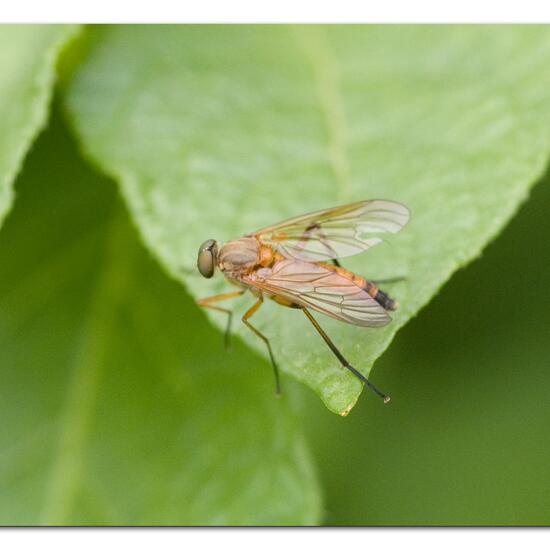 Rhagio tringarius: Tier im Habitat Gartenkultur in der NatureSpots App