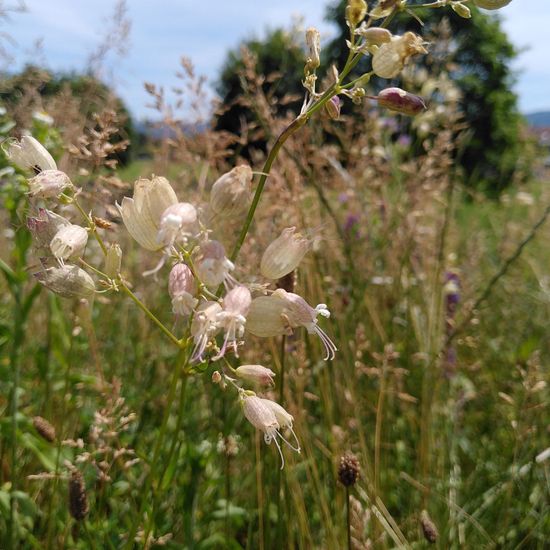 Taubenkropf-Leimkraut: Pflanze im Habitat Naturnahe Wiese in der NatureSpots App