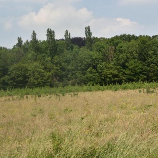 Landschaft: Grasland und Büsche im Habitat Anderes Grasland/Busch-Habitat in der NatureSpots App