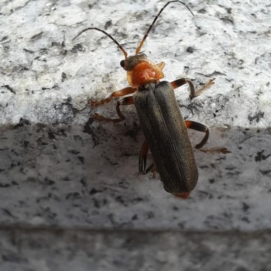 Gemeiner Weichkäfer: Tier im Habitat Stadt und Garten in der NatureSpots App