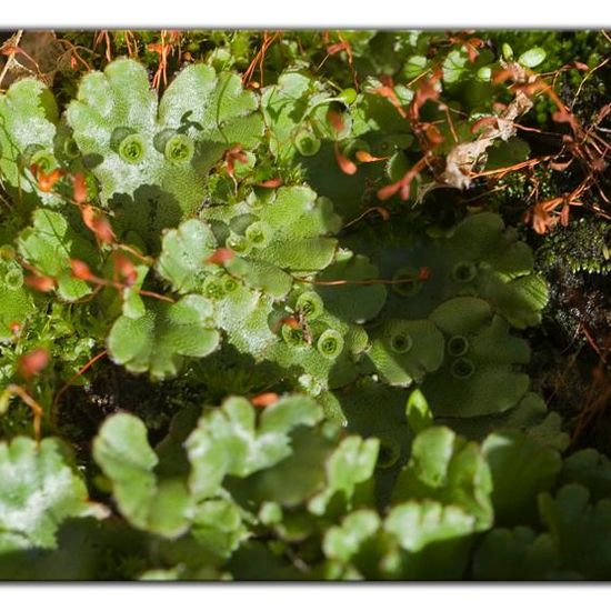 Marchantia polymorpha: Plant in habitat Garden in the NatureSpots App