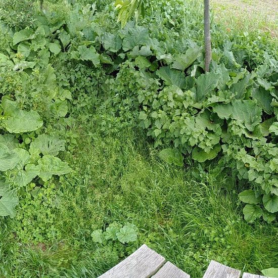 Arctium: Plant in habitat Buffer strip in the NatureSpots App