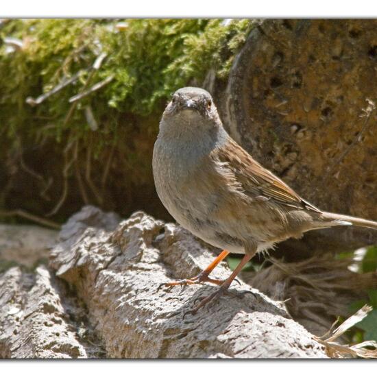 Heckenbraunelle: Tier im Habitat Hinterhof in der NatureSpots App