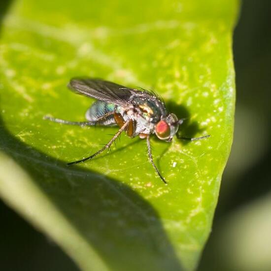 Dolichopus ungulatus: Tier im Habitat Garten in der NatureSpots App