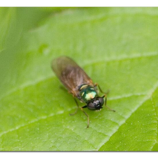 Chloromyia formosa: Animal in habitat Garden agriculture in the NatureSpots App